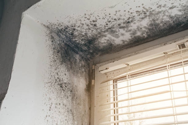 Affordable Mold Remediation solutions in Hoboken, NJ